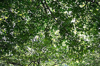 线条小狗官方游戏《线条小狗：动物温泉》正式上线！温泉×萌物的双重治愈！